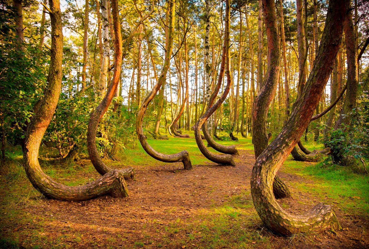 Crooked forest in Poland - Great Line